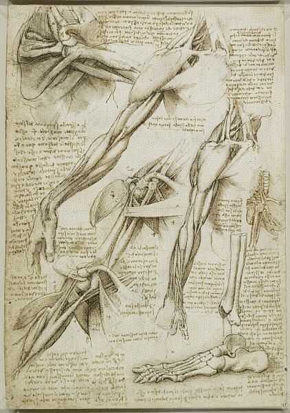 达芬奇在1511年绘制的解剖素描图，展示...