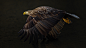 Sea Eagle Collection 19 : Sea Eagle 
