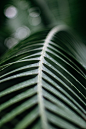 Leaf, plant, green and bokeh HD photo by Ian Keefe (@iankeefe) on Unsplash : Download this photo by Ian Keefe (@iankeefe)