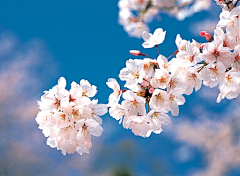 蕉雨落红叶采集到花卉摄影