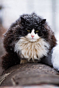 猫咪与雪。