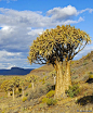 Quiver Tree Forest in Nieuwoudtville One of the many ancient Quiver Trees (Aloe dichotoma) in the "Quiver Tree Forest" in Nieuwoudtville, South Africa Photo by Martin Heigan: 