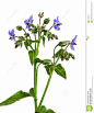 borage-borago-officinalis-11283211