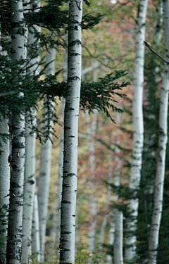 我们曾是潮水采集到forest