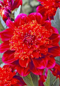 Jive Anemone Dahlia