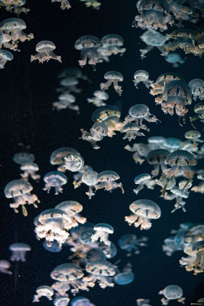 水下 水 海 海洋 水族馆 水母 动物摄...