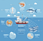 商业捕鱼商业计划信息图。