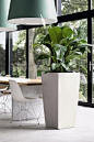 Note the Size: Big houseplants can serve multiple functions; think of them as a living screen or half wall as well as a beautiful piece of living art.