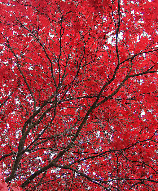 北京香山红叶