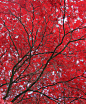 北京香山红叶，就是要细看，细看，再细看！