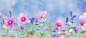 野生花卉 鲜花 植物 - Pixabay上的免费照片