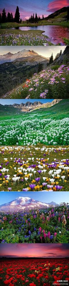 黑糖森森声采集到植物  风景