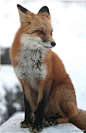 狮鸢sonny的照片 - 微相册，玉面狐狸