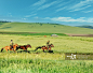 坝上,草原,内蒙古自治区,中国,马正版图片素材