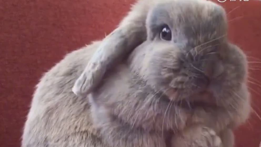 71007d6c23512b185bf41d6d7ec62ebb746eb94a75fe-IXXUdN