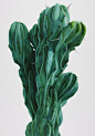 cactus.: #仙人掌