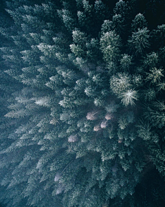 李尔的世界采集到【大千世界】植物森林