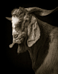 雄伟的黑白山羊&绵羊室内肖像 | 美国摄影师 Kevin Horan
