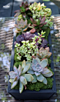 Outdoor dining table inspiration using a metal trough filled with #succulents in differing colors and varietals, using foam underneath along with moss to fill in the gaps... #Centerpieces: 