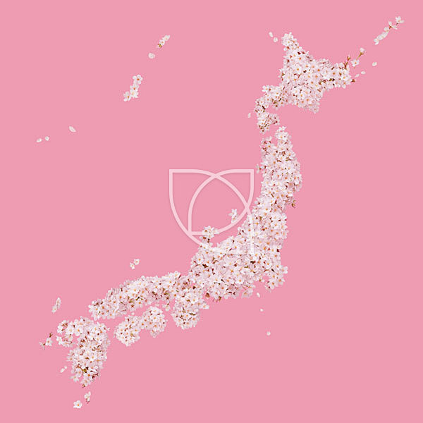地图,日本,樱花,花
