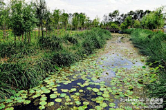 Lizihuli1采集到大理风光--洱海生态湿地