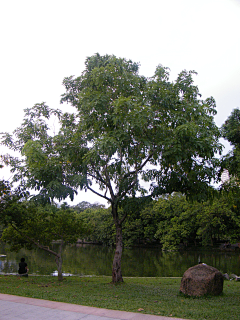 严老师（植栽设计）采集到植物品种