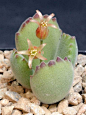 熊童子     Coltyledon tomentosa 'Bear's Paw'