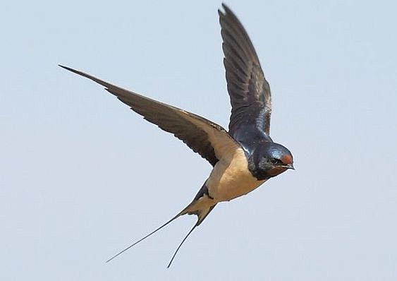 barn swallow picture...