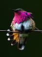 Photo: A hummingbird with a bright pink throat