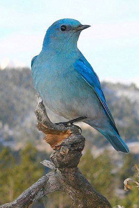 Mountain Bluebird: 