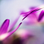 惊艳 多张美丽的花卉摄影作品【摄影：Danielle Hughson】_摄影频道_新华网
