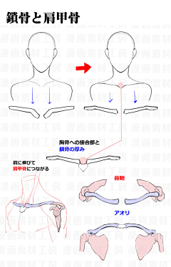 anajoy采集到人体！