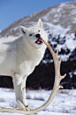 Timber Wolf Canis Lupus Chewing Photograph