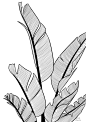 控笔训练 54/100。旅人蕉
工具：procreate
笔刷：工作室画笔 
#procreate#黑白线描#手绘插画#黑白装饰画#植物花卉#临摹