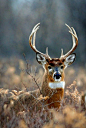 Whitetail deer | Ho my DEER!