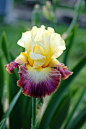 'Rainbow High' Iris