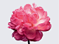 From Grasse with love : 欢迎跟随Dior迪奥香氛代言人娜塔莉·波特曼（Natalie Portman），与她一同走入马侬花田，欣赏格拉斯玫瑰的风采，探索花朵采摘的奥秘，并聆听François Demachy的调香感言。