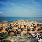 Yehliu Geopark, Taiwan 野柳