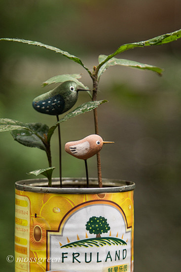 苔青_新浪博客