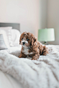 Dog, puppy, fluffy and bed HD photo by Roberto Nickson (@g) (@rpnickson) on Unsplash : Download this photo by Roberto Nickson (@g) (@rpnickson)