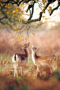 白子卿采集到<摄影>deer小鹿