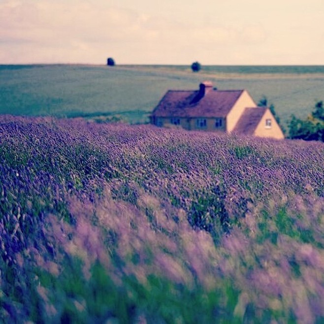  Lavender in Cotswol...