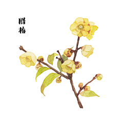 无敌大巨龙采集到花