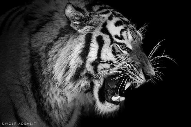 TIGER POWER by Wolf ...