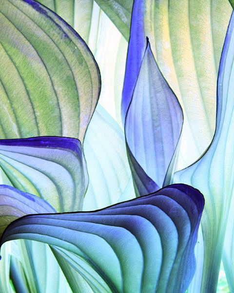 blue hostas