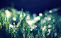 General 2560x1600 bokeh nature spring