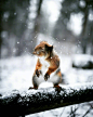 摄影师Joachim Munter用镜头捕捉芬兰森林里的小动物们 ins：jockemunter ​​​​
