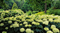 garden hydrangea wallpaper (#1450324) / Wallbase.cc