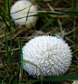 长刺马勃（Lycoperdon echinatum），在欧美俗称刺灰包或春灰包，是马勃属的一种真菌。 #蘑菇#