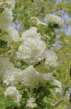 luoluns采集到植物叶子花儿